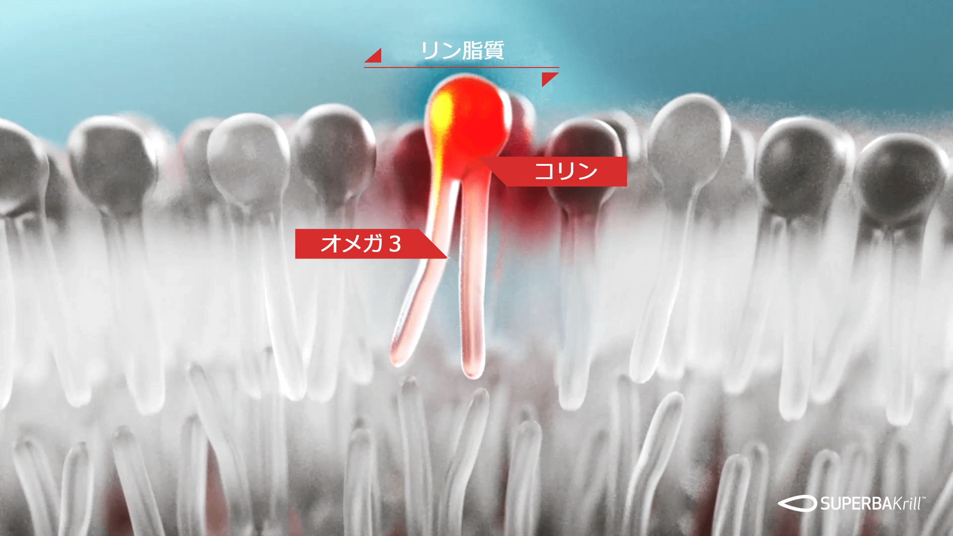 リン脂質のイメージ画像