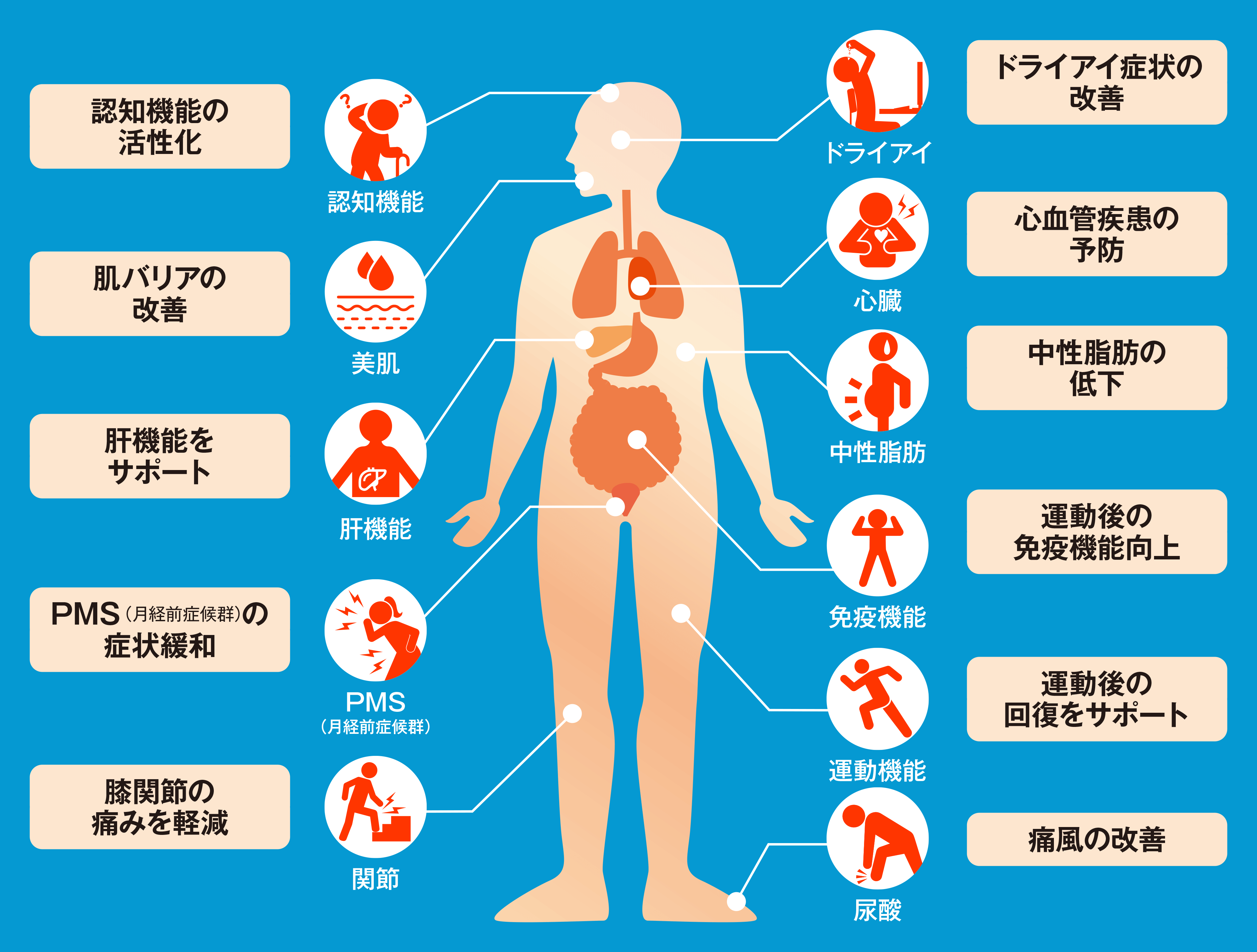 Vol.2] 細胞レベルで健康をサポートするクリルオイル|クリル