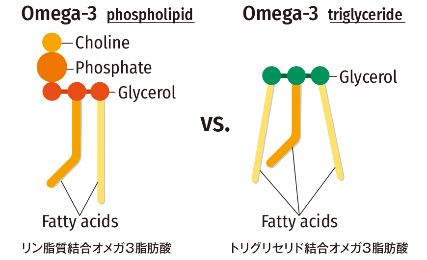 フォスファチジルコリンとトリグリセリドの分子構造図