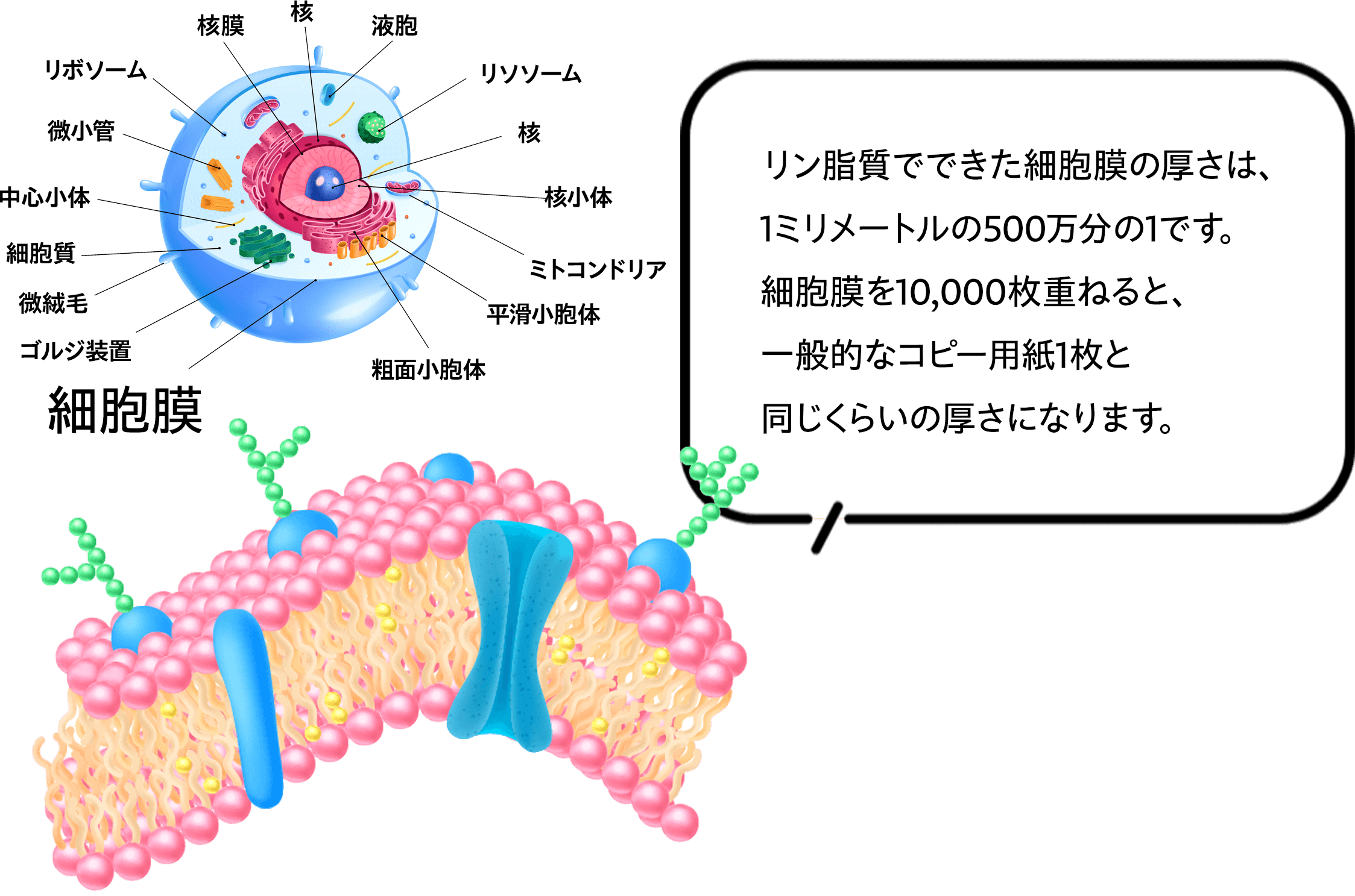 リン脂質でできた細胞膜の厚さは、1ミリメートルの500万分の1
