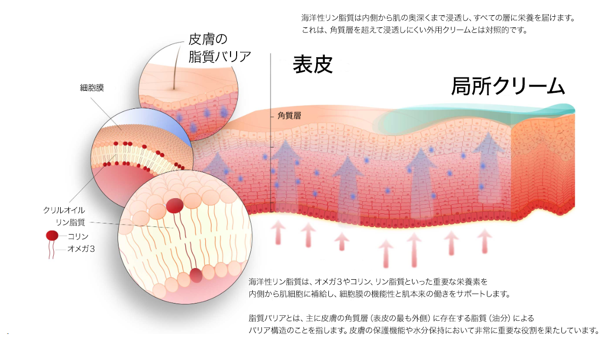 海洋性リン脂質の肌への浸透図