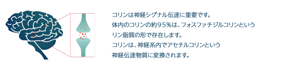 コリンは神経シグナル伝達に重要