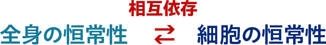 全身の恒常性 ⇄(相互依存) 細胞の恒常性