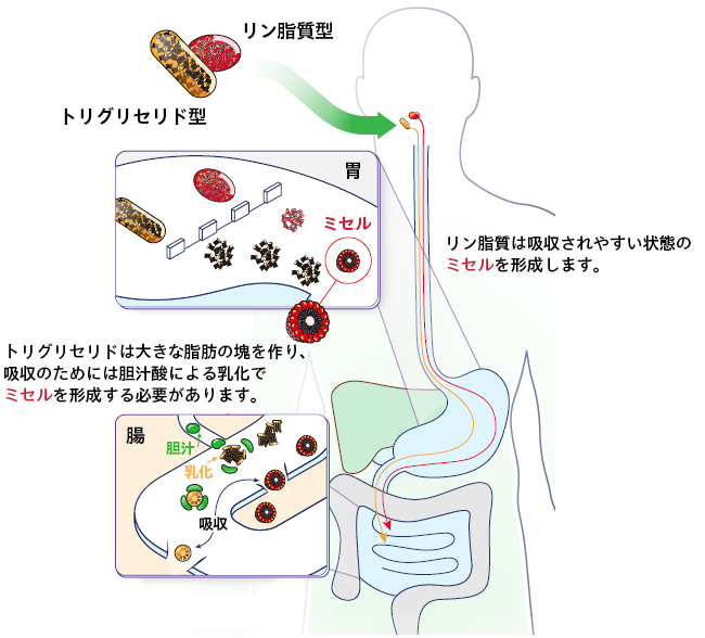 トリグリセリド型とリン脂質型の消化と吸収の図