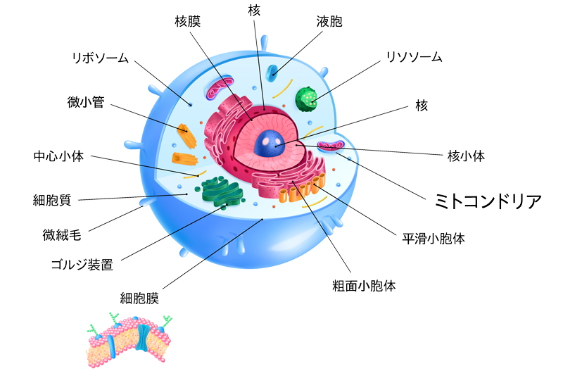 細胞の構造図