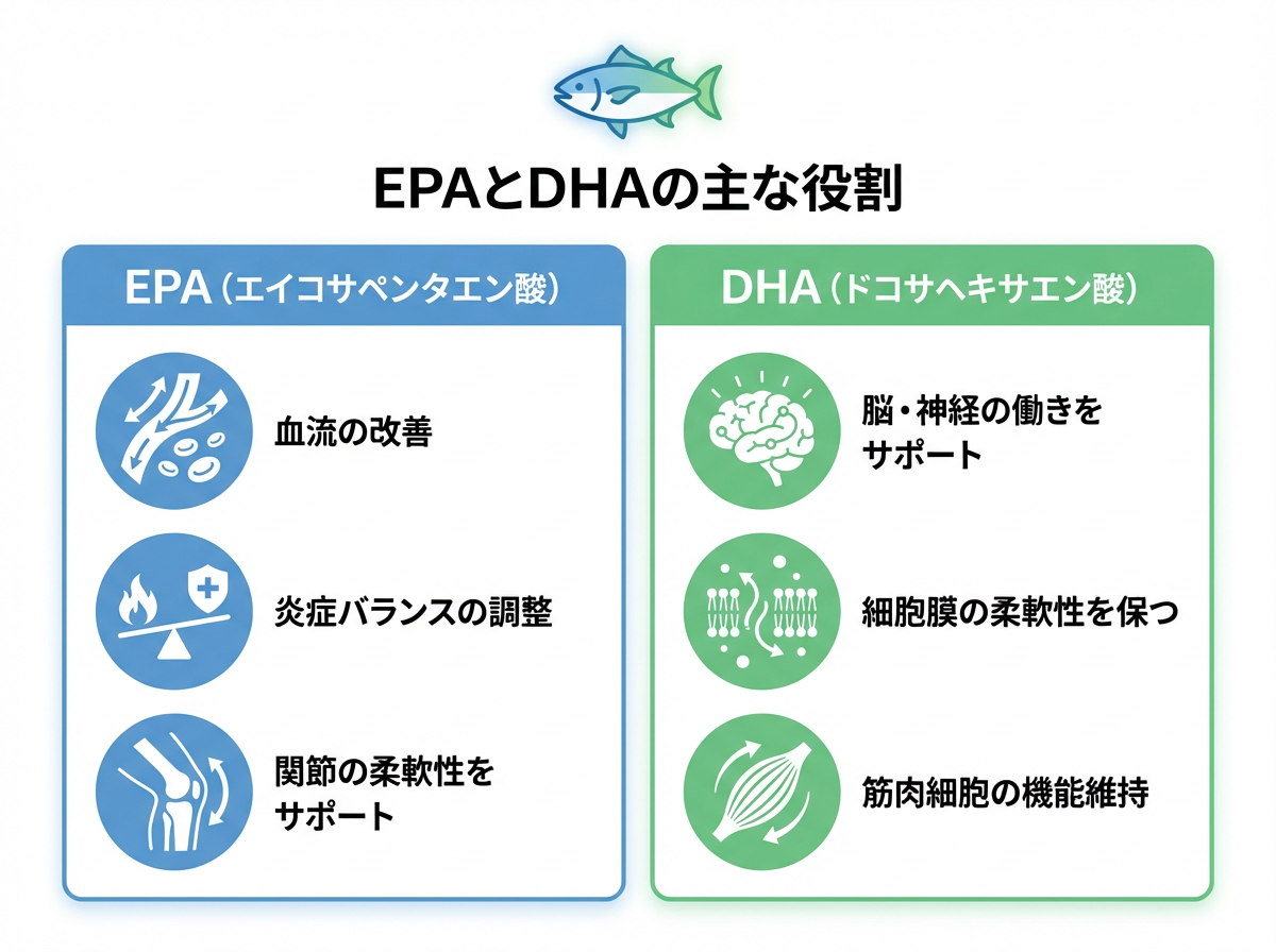 EPAとDHAの主な役割