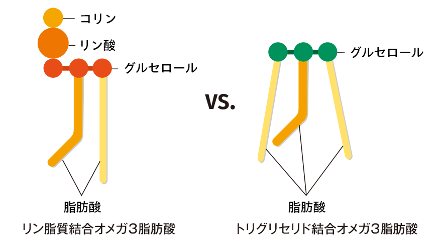 トリグリセリド型 vs リン脂質型の違い