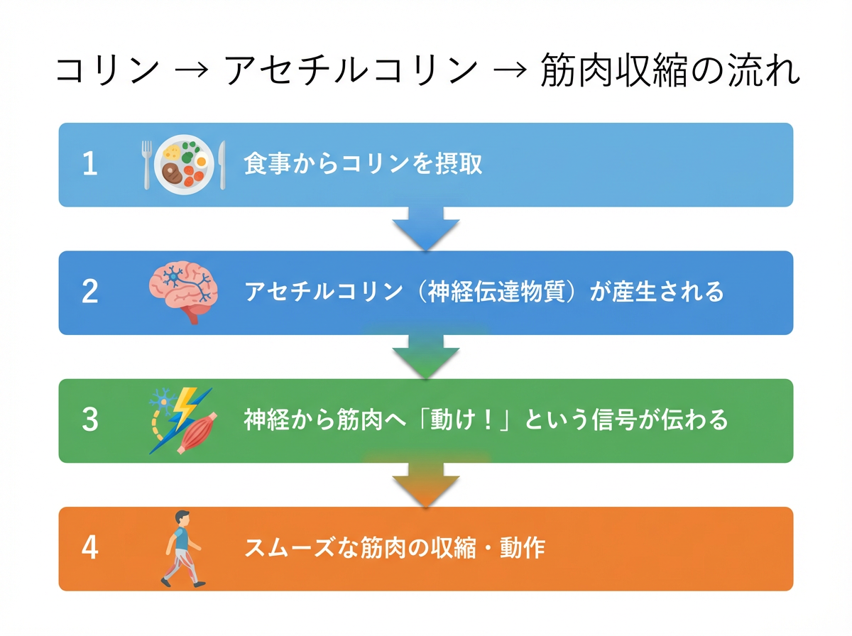 コリン → アセチルコリン → 筋肉収縮の流れ