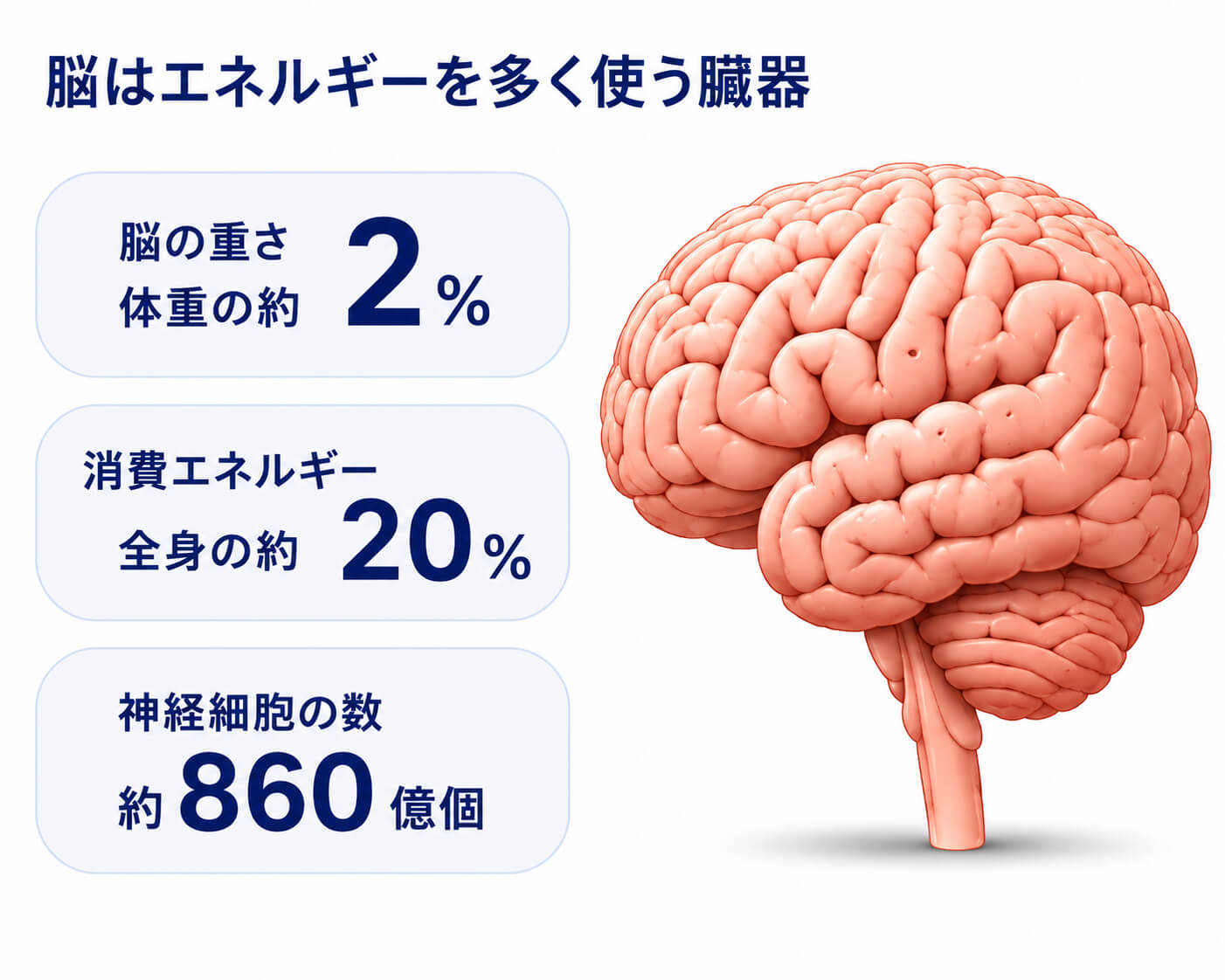 脳はエネルギーを多く使う臓器