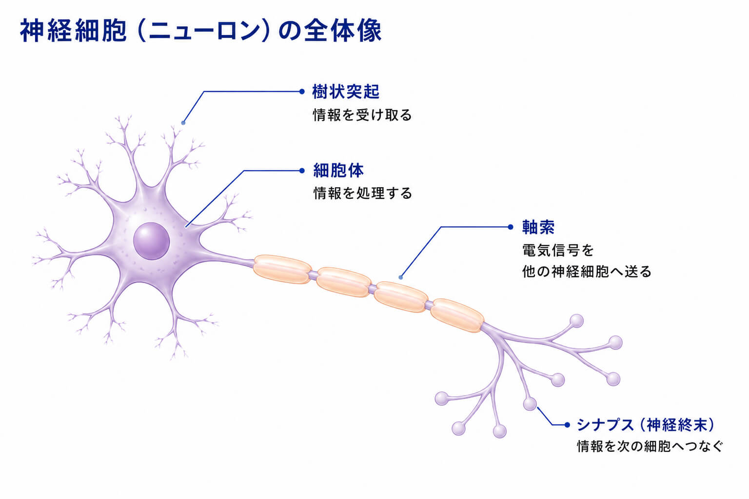神経細胞(ニューロン)の全体像