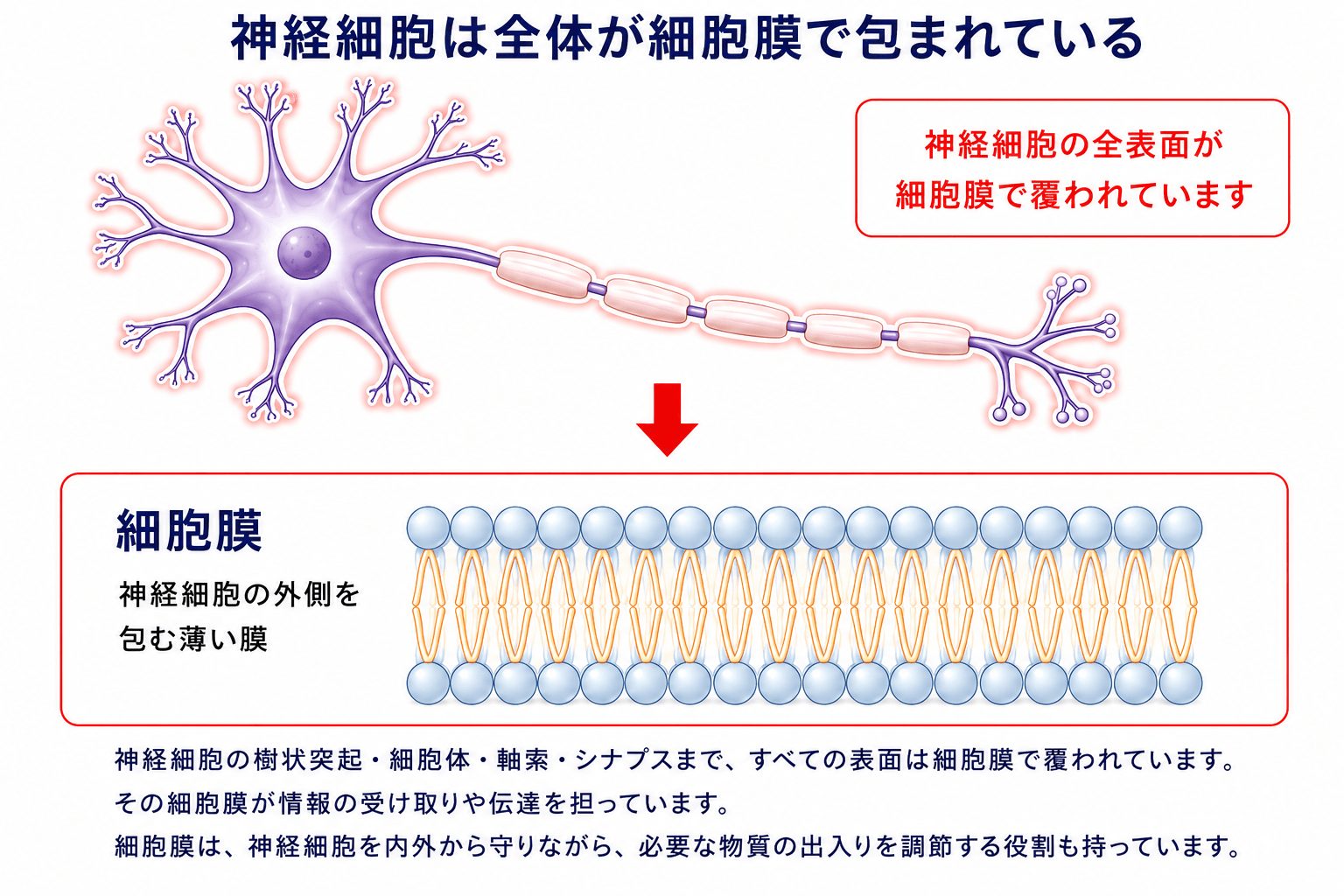 神経細胞は全体が細胞膜で包まれている