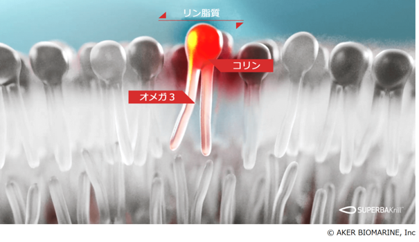 細胞膜中のリン脂質の図