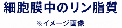 細胞膜中のリン脂質