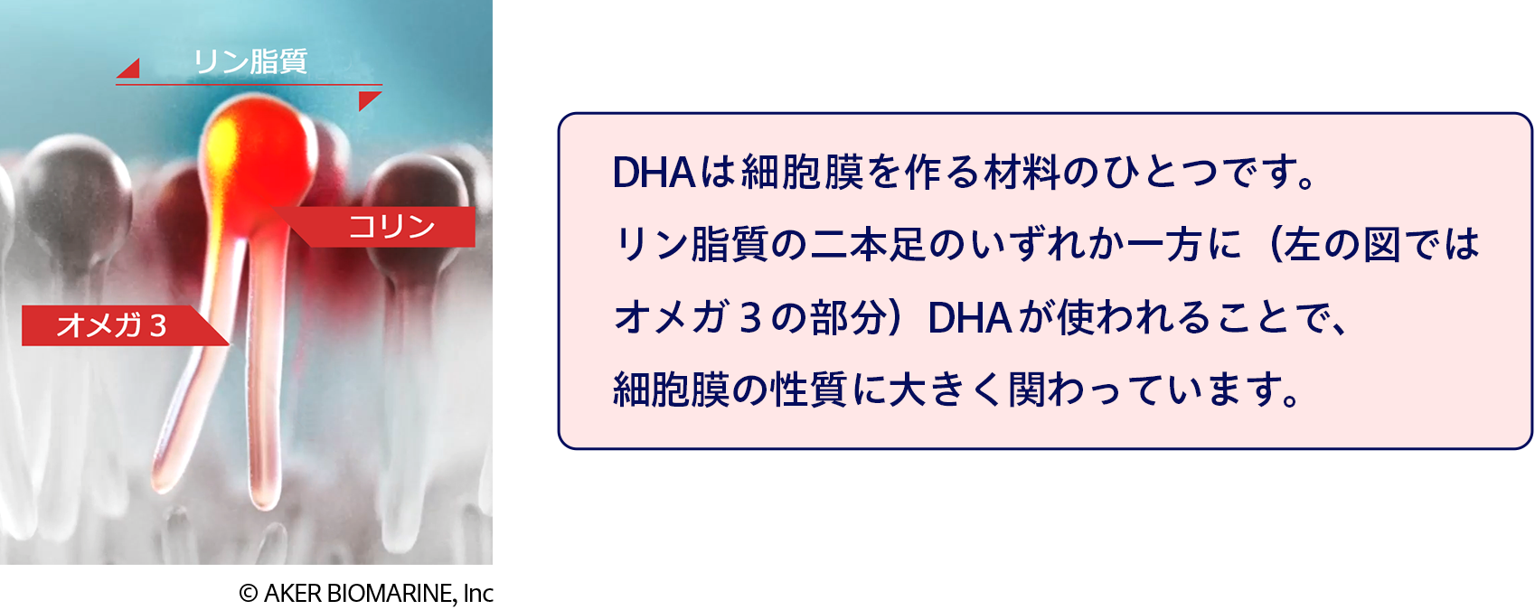 DHAは細胞膜を作る材料のひとつです。リン脂質の二本足のいずれか一方にDHAが使われることで、細胞膜の性質に大きく関わっています。