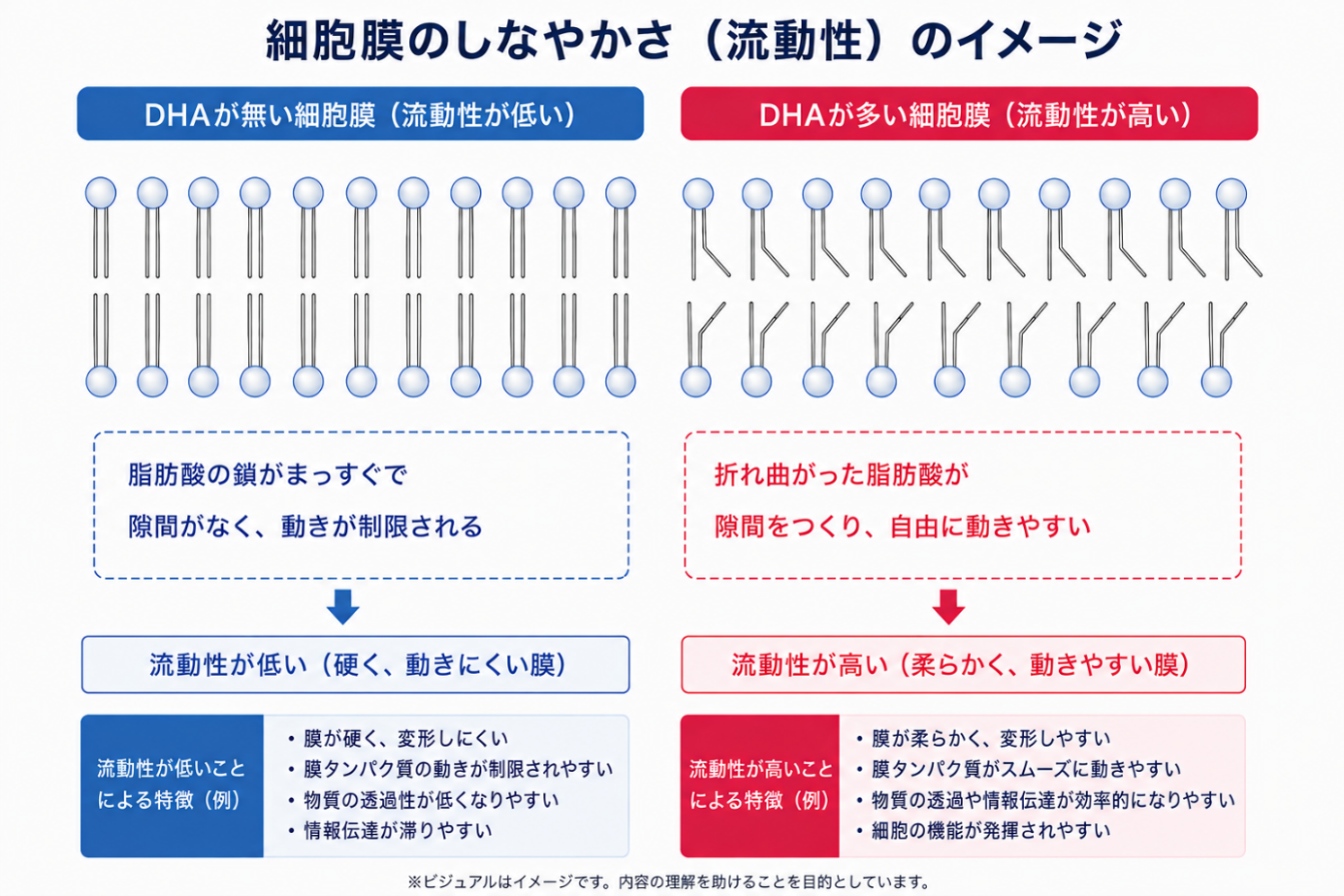 細胞膜のしなやかさ(流動性)の図