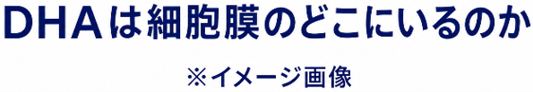 DHAは細胞のどこにいるのか