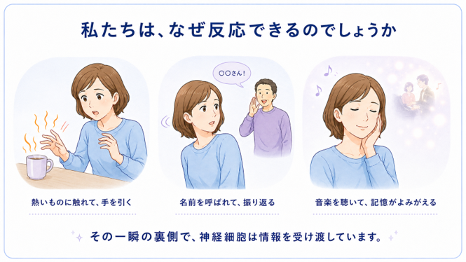 反応する一瞬の裏側で、神経細胞は情報を受け渡しています