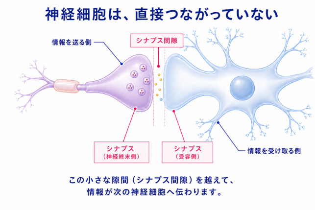 神経細胞は直接つながっていない