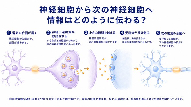 神経細胞から次の神経細胞へ情報はどのように伝わる?