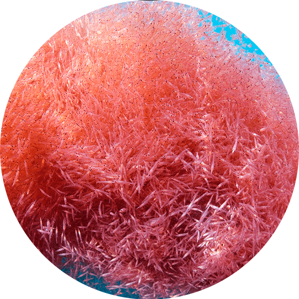 天然の赤い力クリルのアスタキサンチン