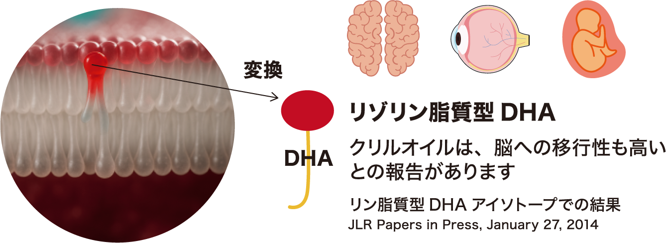 クリルオイル吸収分布のメリット