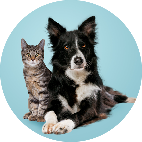 ペットの骨や免疫を支えるビタミンD