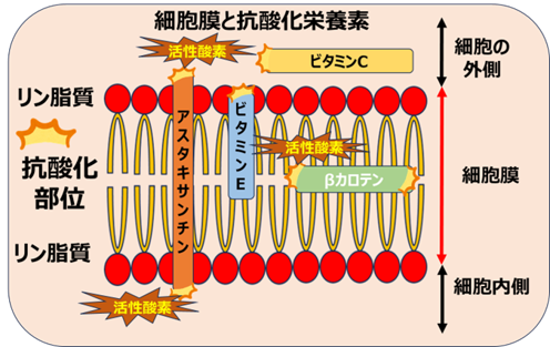 細胞膜と抗酸化栄養素