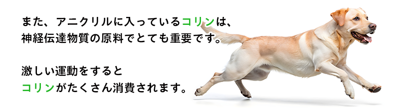 激しい運動をするとコリンがたくさん消費されます